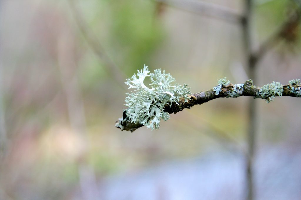 Islandski lišaj [Lichen islandicus]